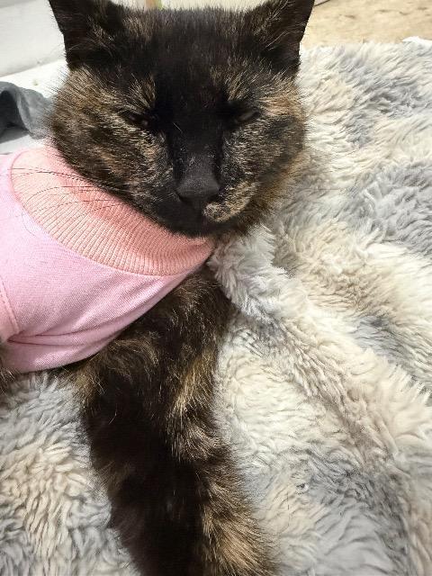 Enlarge Sploot, a Adoptable mixed breed in Pawtucket, RI image 4/5