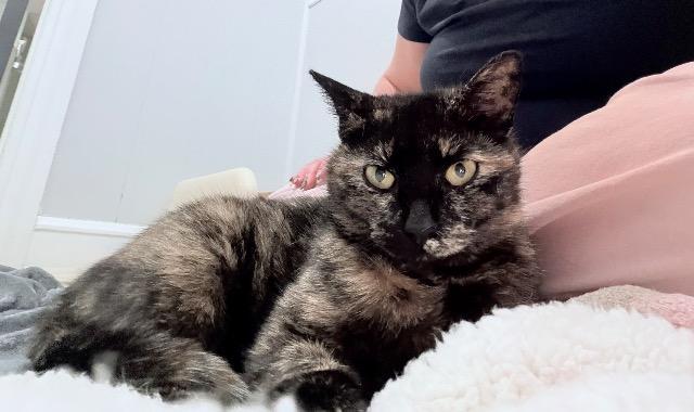 Enlarge Sploot, a Adoptable mixed breed in Pawtucket, RI image 5/5