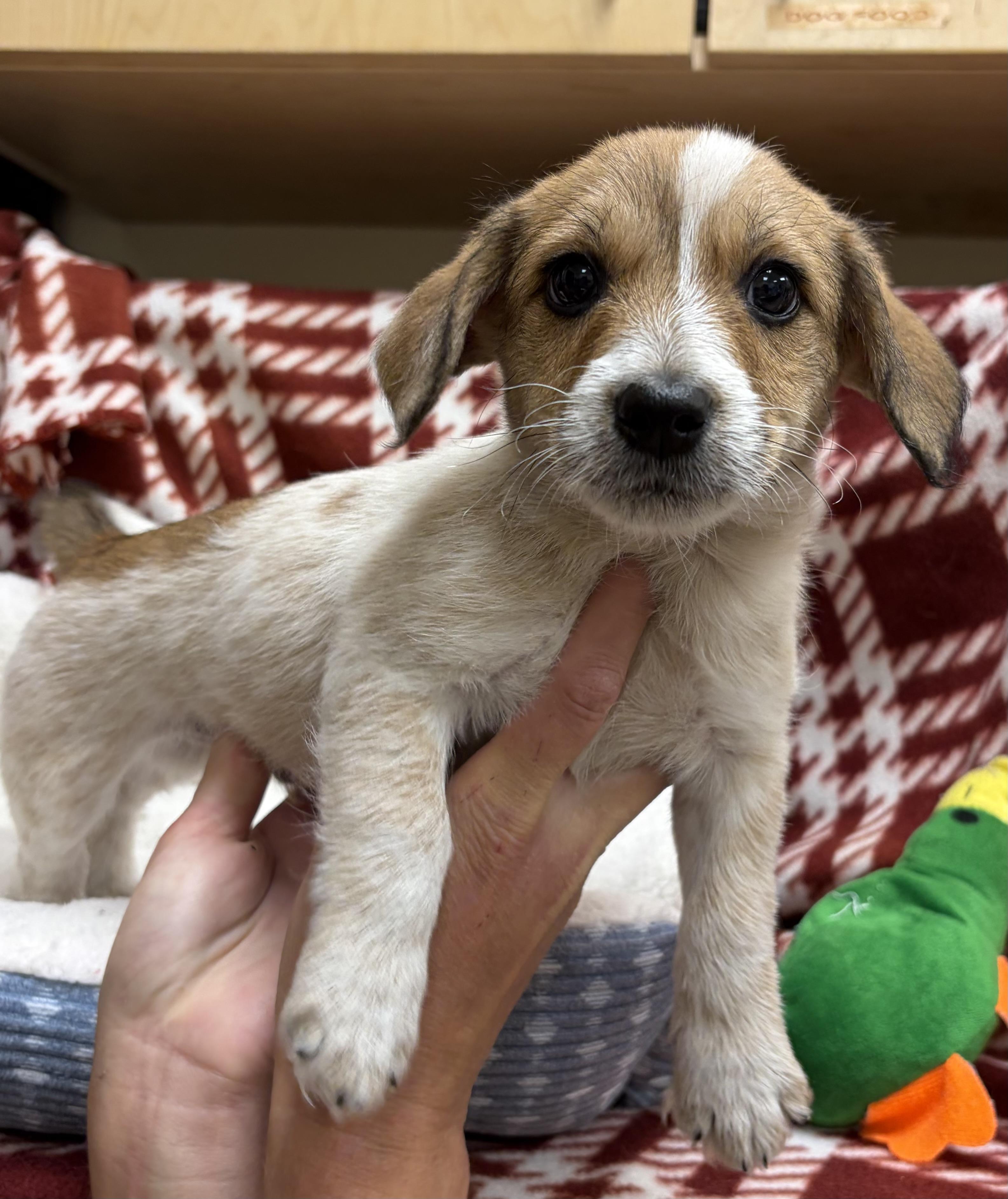 Nick, Adopted, Puppy Male Miniature Poodle & Dachshund.