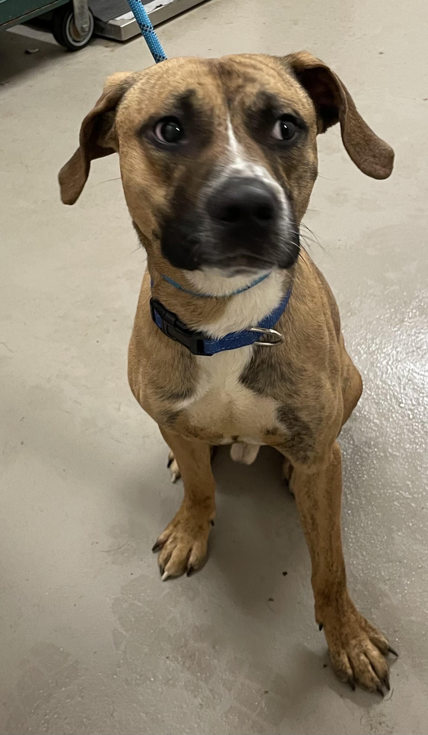 Enlarge Pluto AVAILABLE, a ADOPTABLE mixed breed in Canton, OH image 3/5