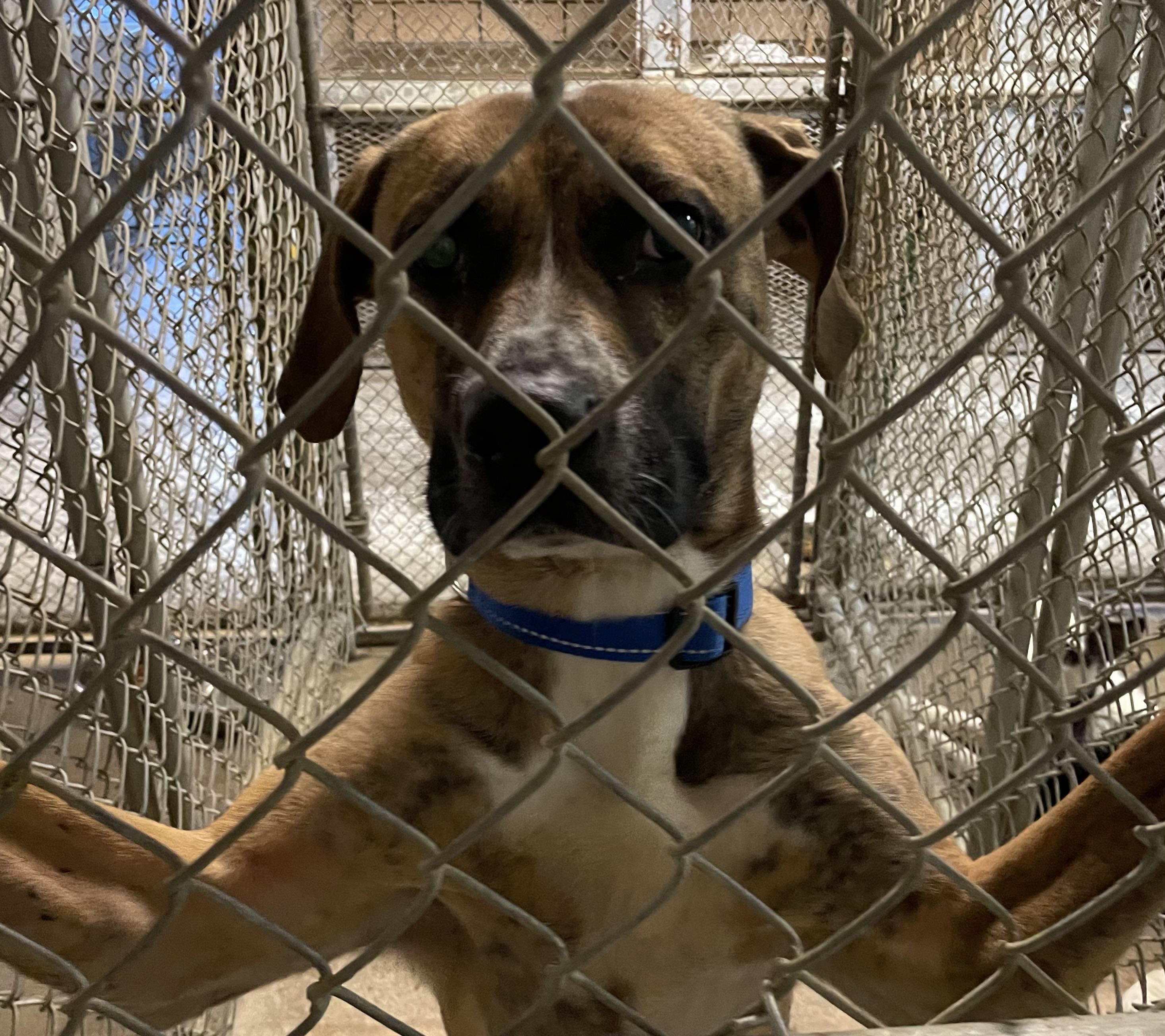 Enlarge Pluto AVAILABLE, a ADOPTABLE mixed breed in Canton, OH image 5/5