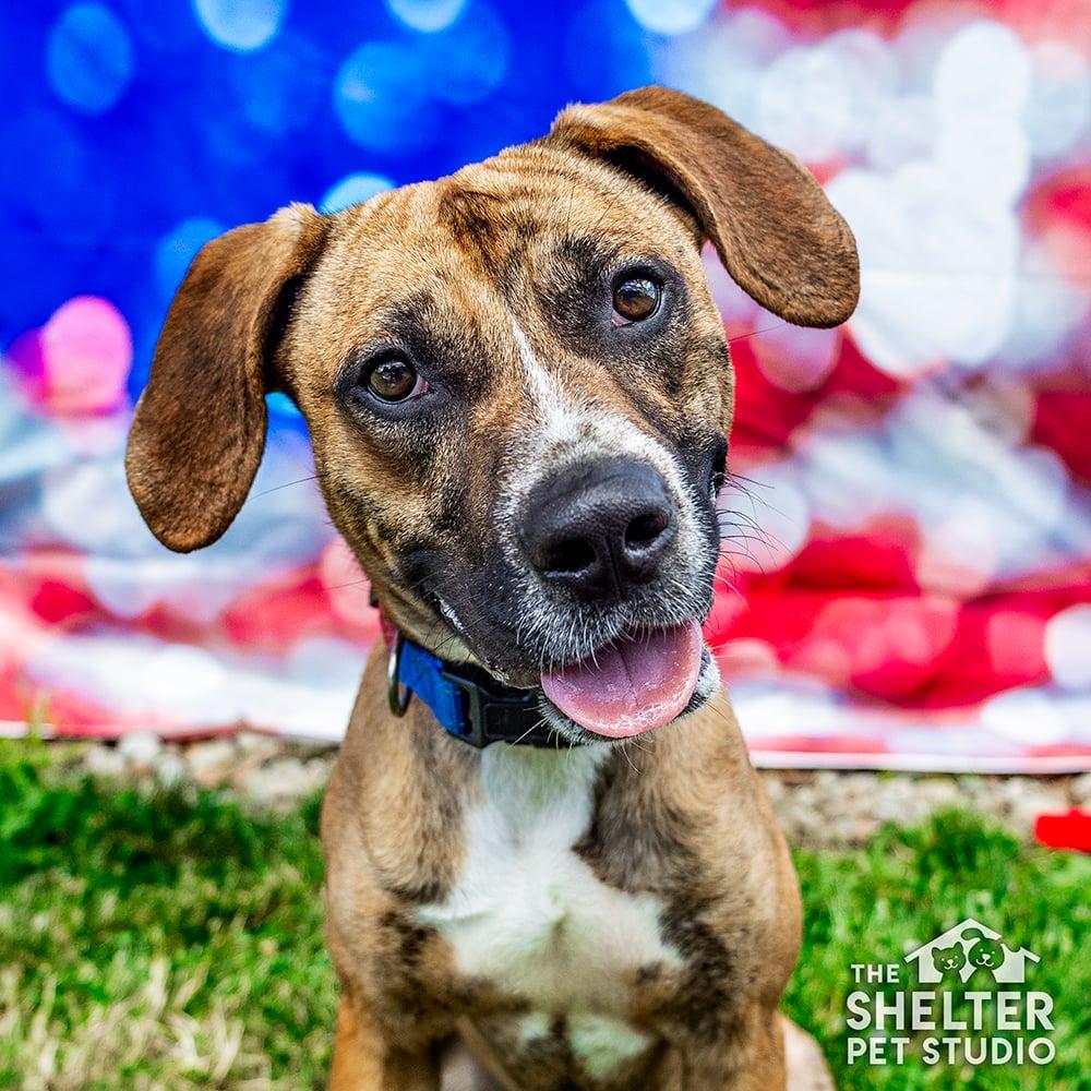Pluto AVAILABLE, ADOPTABLE, Young Male Boxer & Pit Bull Terrier.
