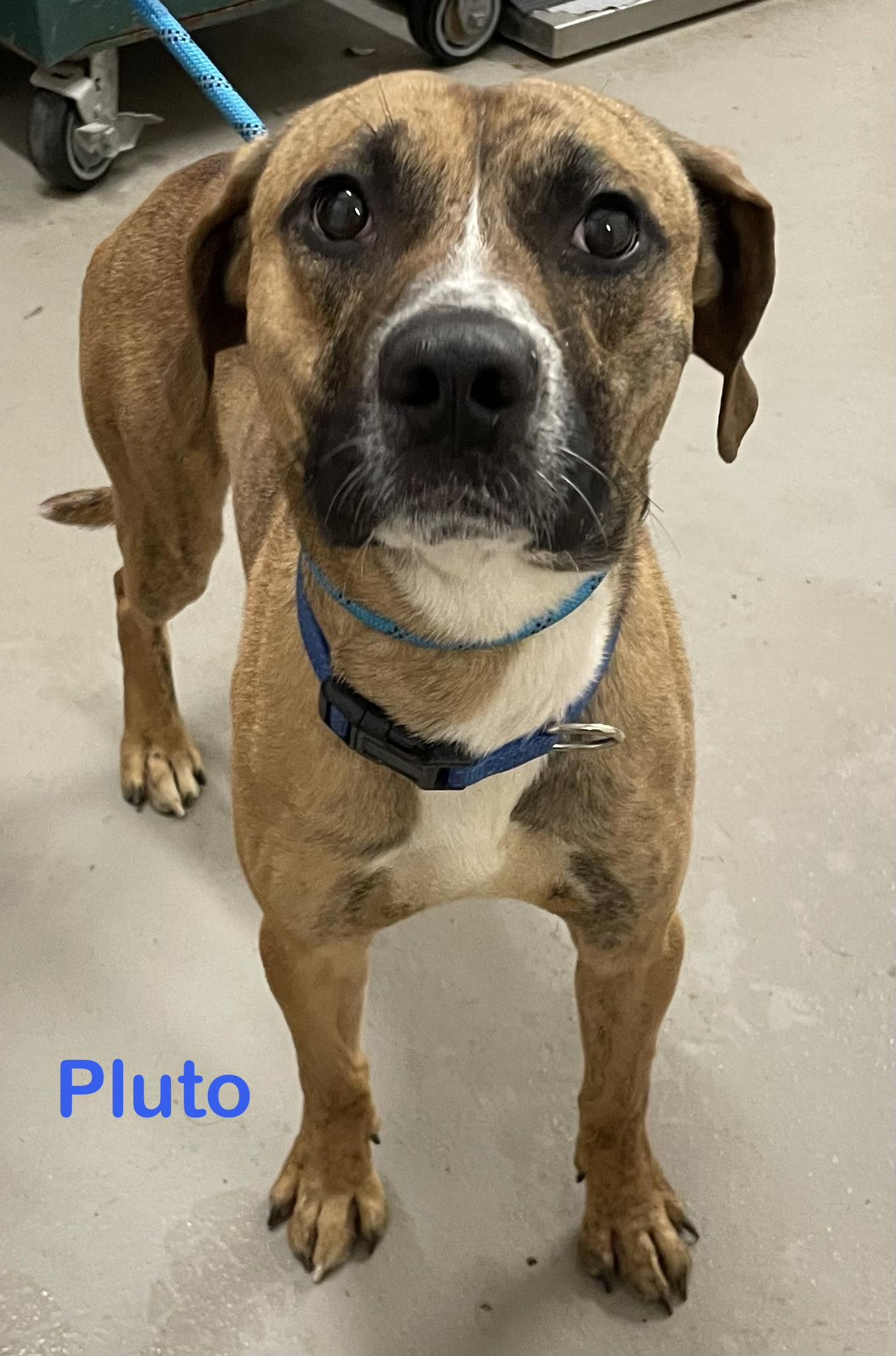 Enlarge Pluto AVAILABLE, a ADOPTABLE mixed breed in Canton, OH image 2/5