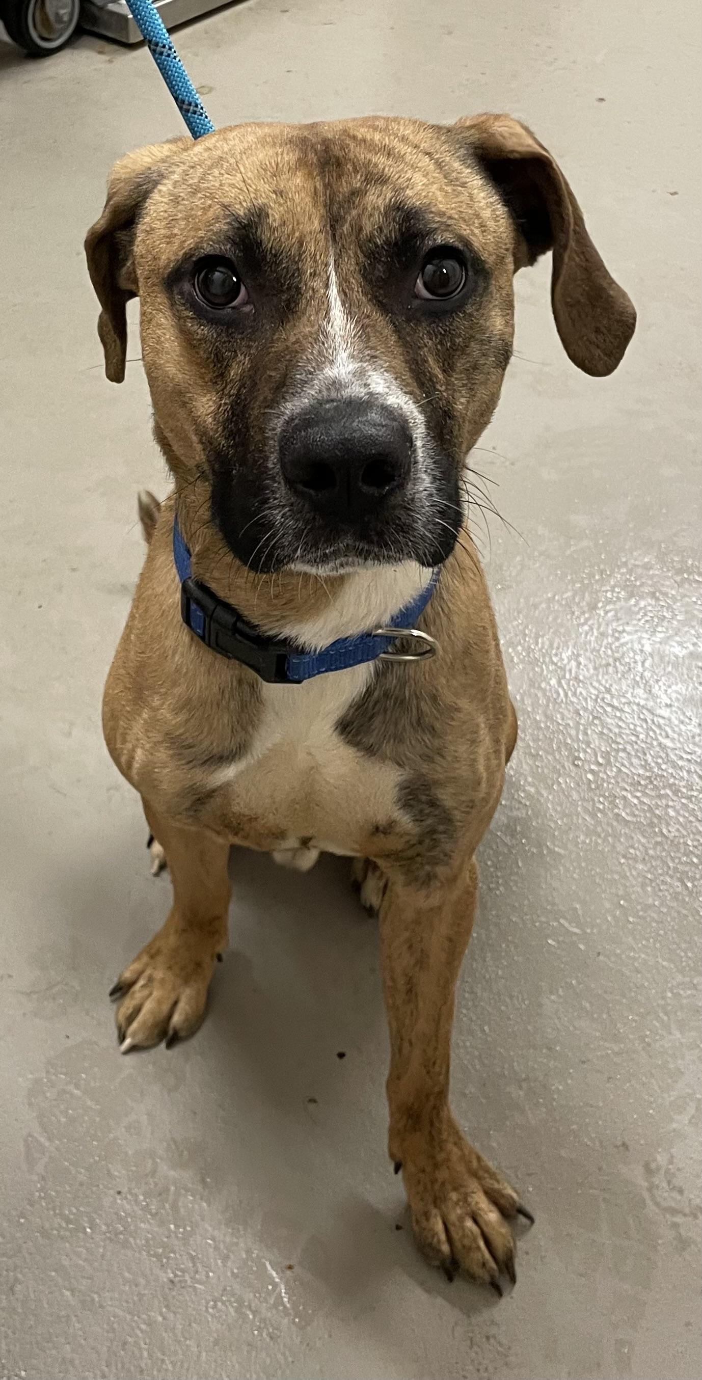 Enlarge Pluto AVAILABLE, a ADOPTABLE mixed breed in Canton, OH image 4/5