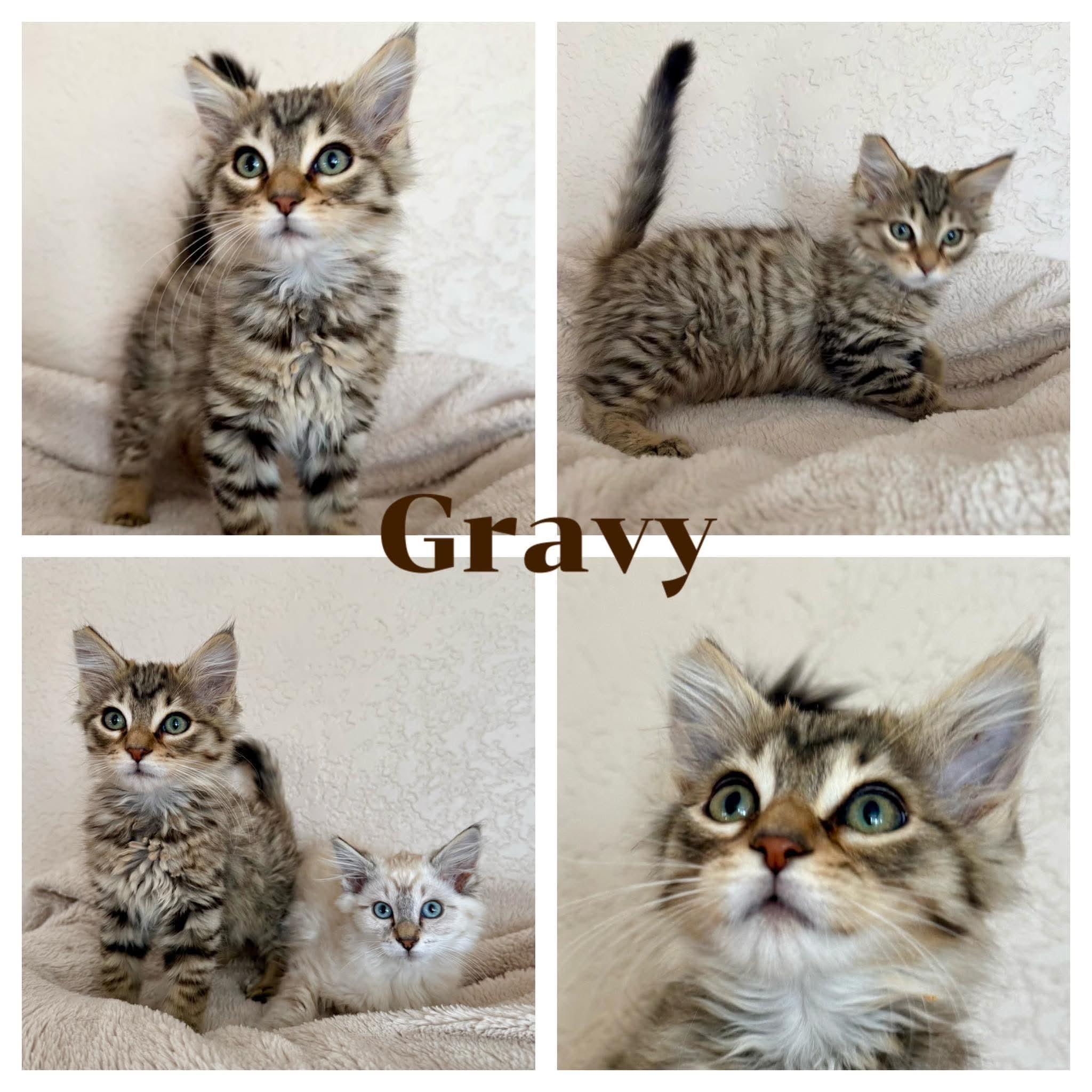 Gravy, Adopted, Kitten Male Domestic Long Hair.