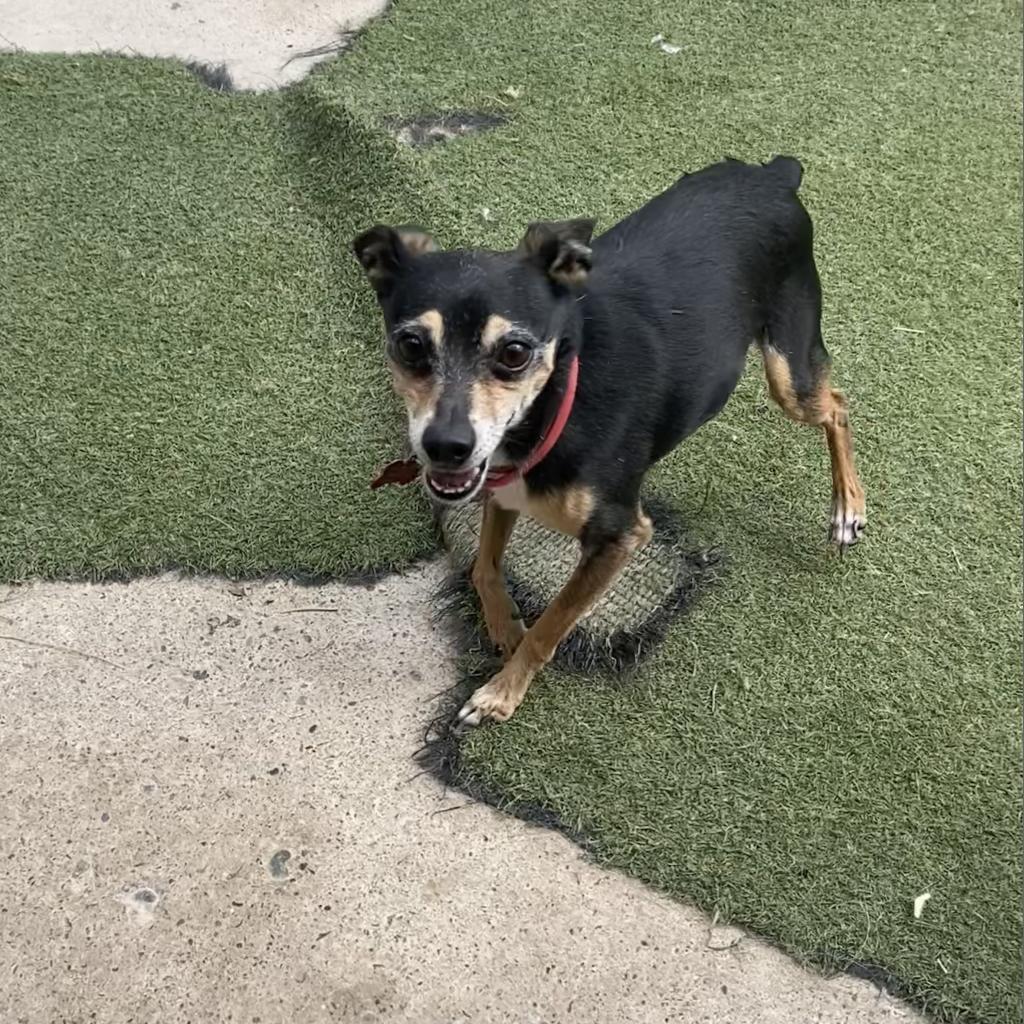 Kilogram, Adoptable, Senior Male Miniature Pinscher.