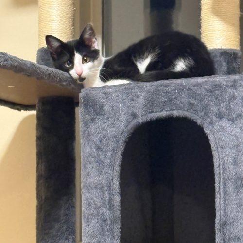 Jackie, Adoptable, Kitten Female Domestic Short Hair.