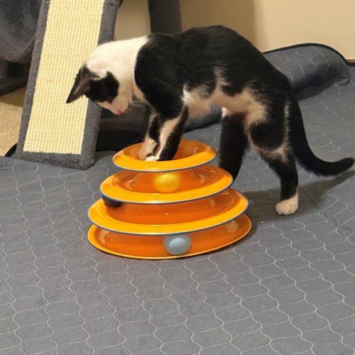 Enlarge Jackie, a Adoptable Domestic Short Hair in Kenosha, WI image 2/6