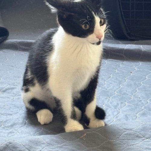 Enlarge Jackie, a Adoptable Domestic Short Hair in Kenosha, WI image 4/6