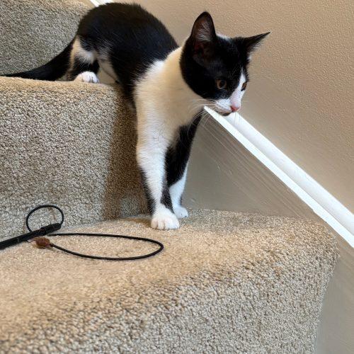Enlarge Jackie, a Adoptable Domestic Short Hair in Kenosha, WI image 5/6