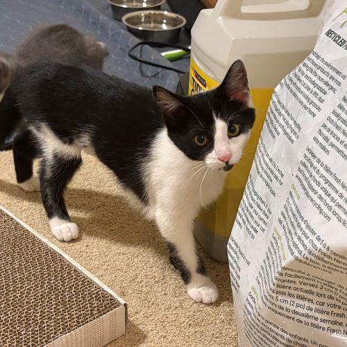Enlarge Jackie, a Adoptable Domestic Short Hair in Kenosha, WI image 6/6
