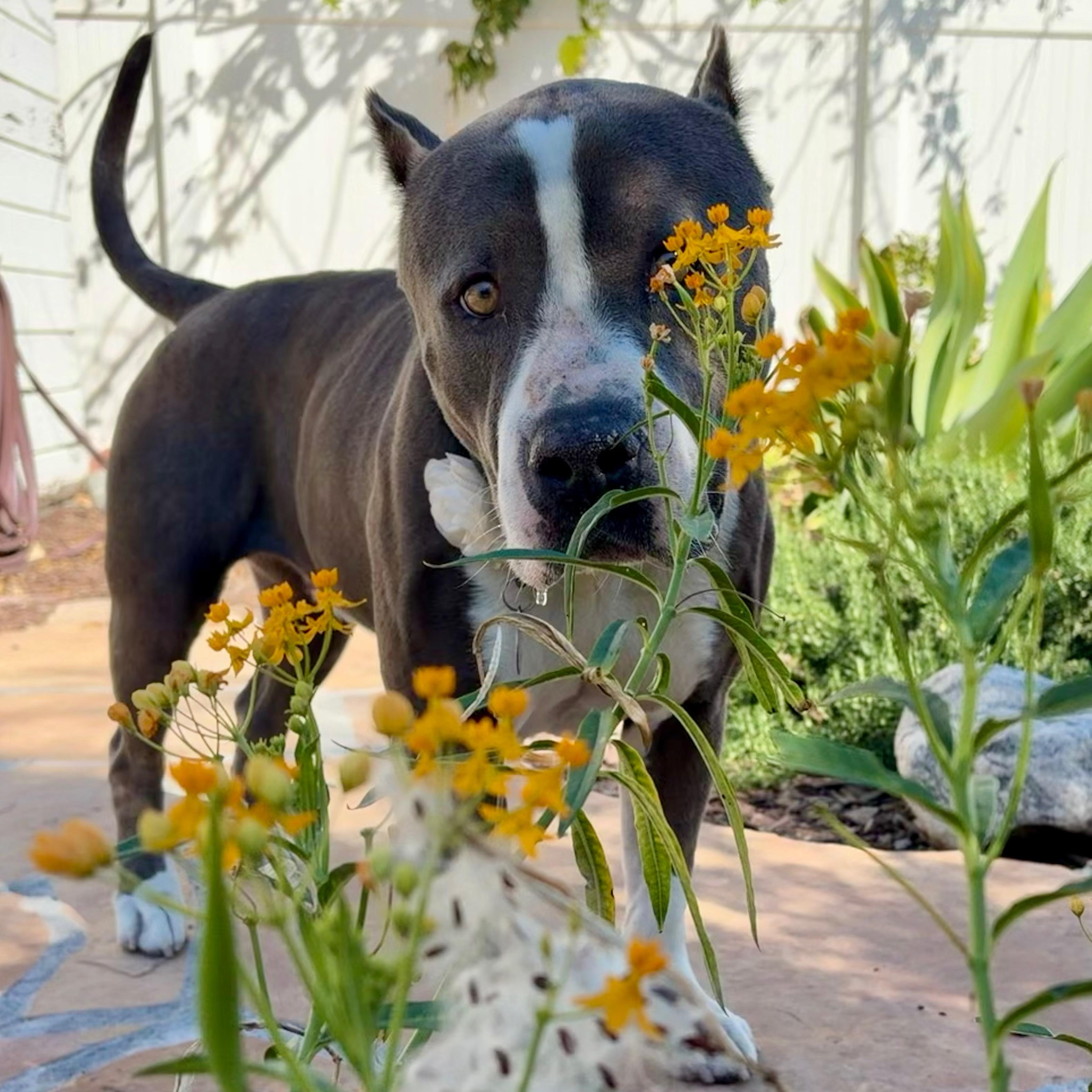 Enlarge Kitty, a Adoptable mixed breed in Sun Valley, CA image 5/6