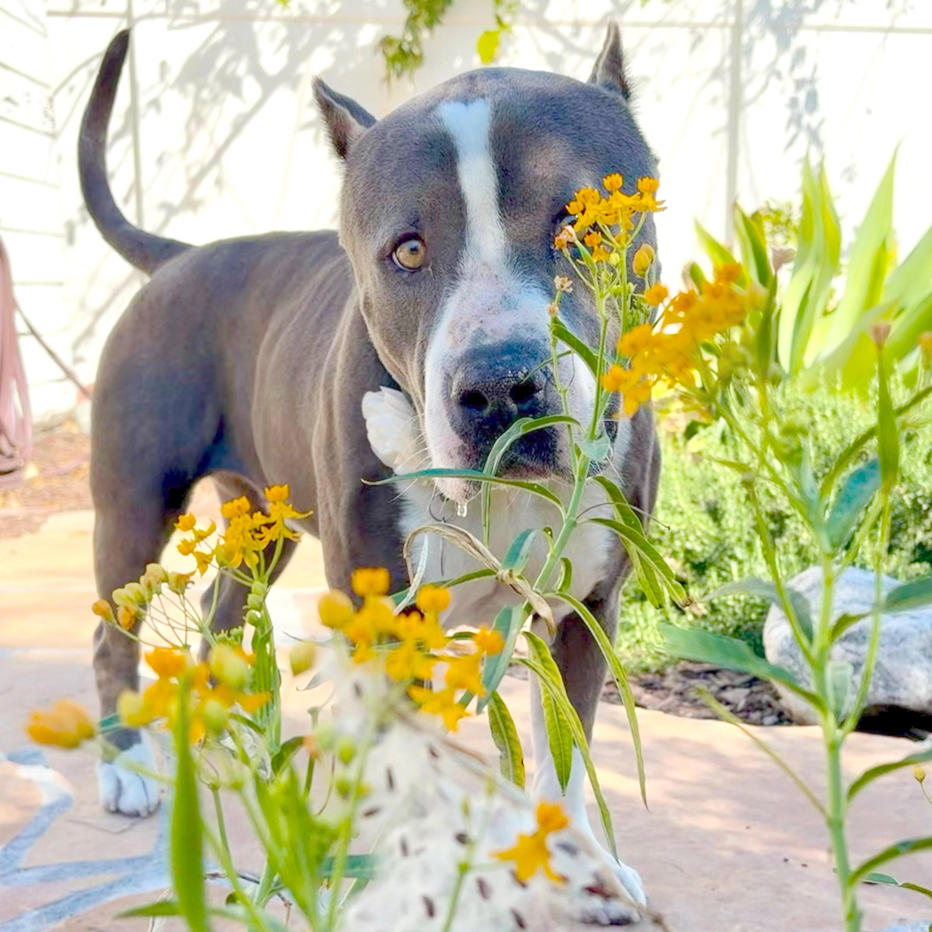 Enlarge Kitty, a Adoptable mixed breed in Sun Valley, CA image 2/6