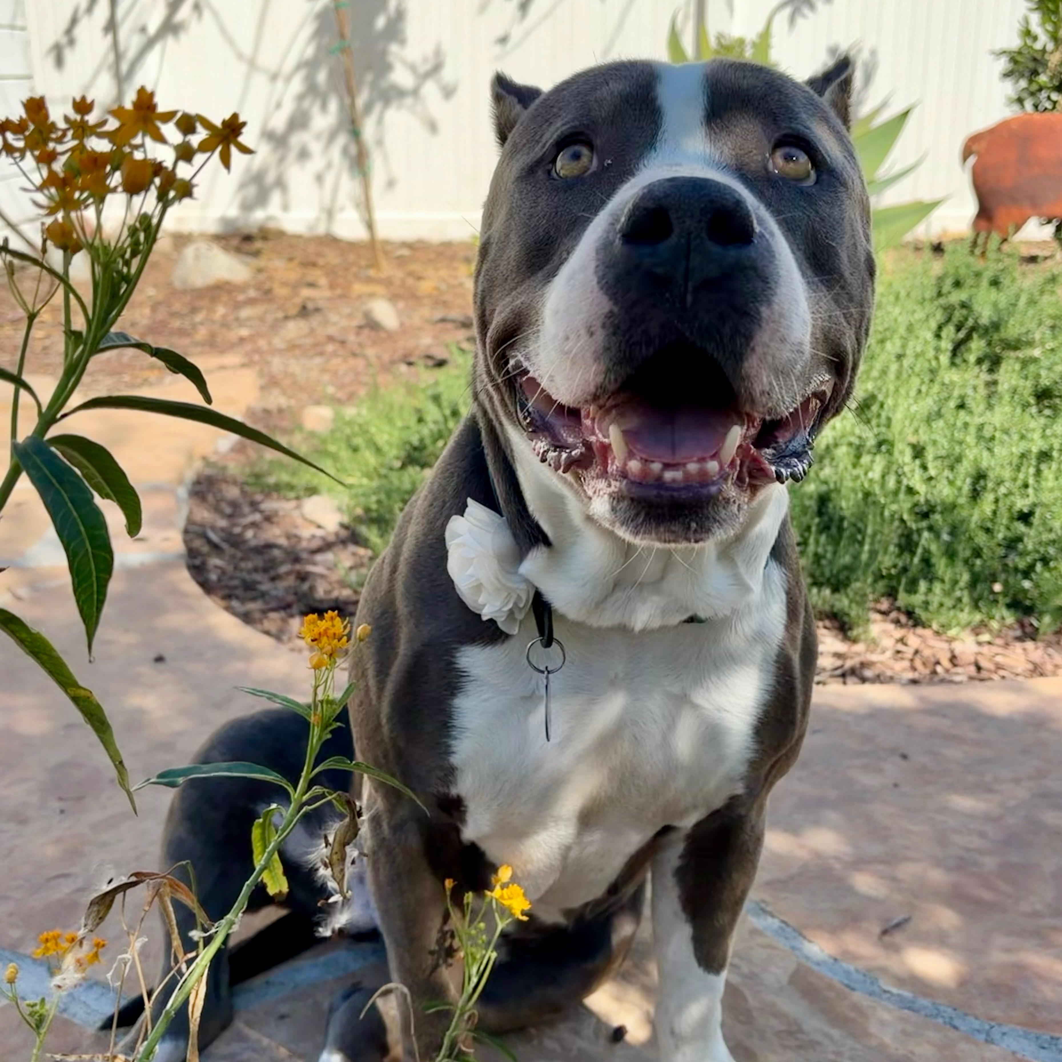 Kitty, Adoptable, Young Female Pit Bull Terrier & American Staffordshire Terrier.