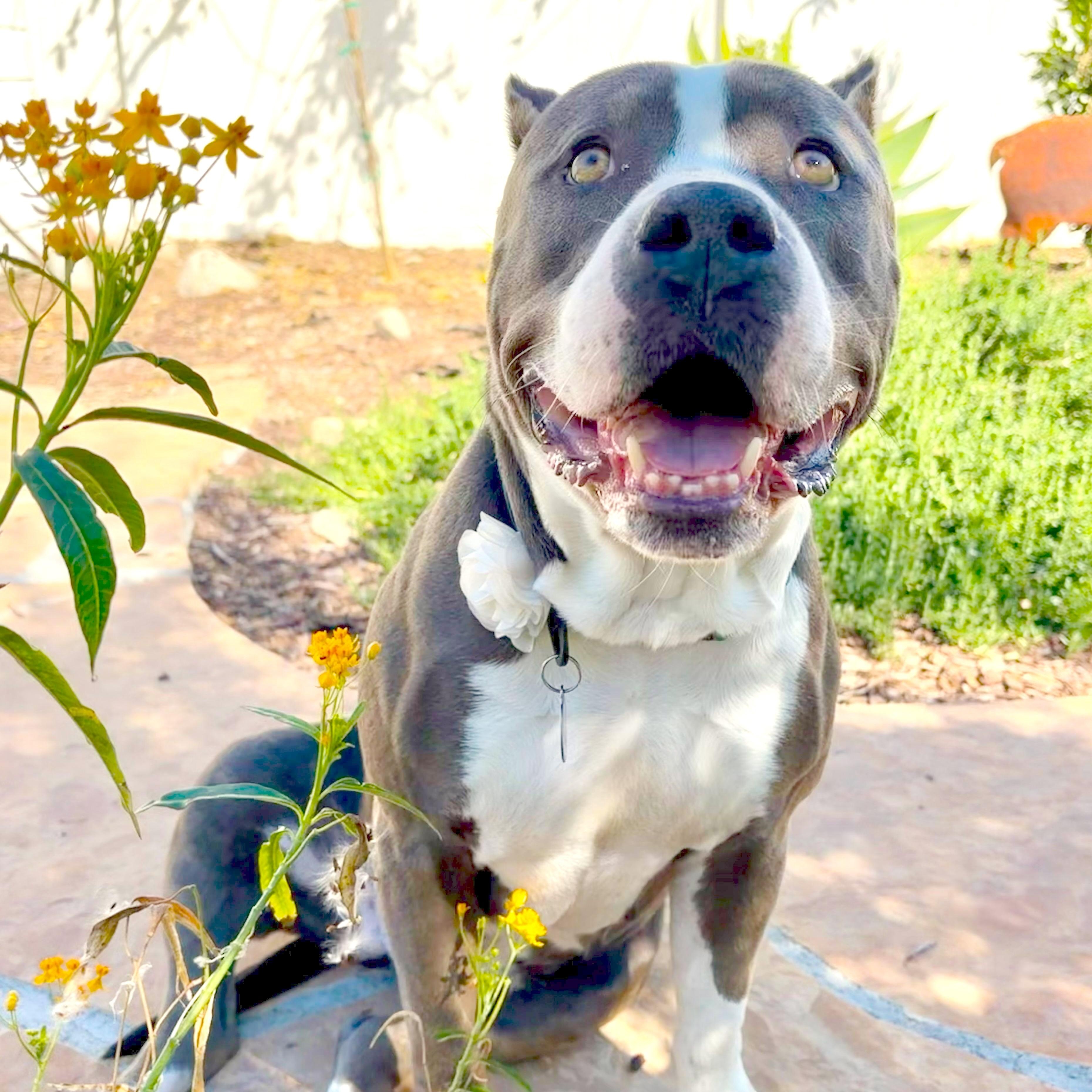 Kitty, Adoptable, Young Female Pit Bull Terrier & American Staffordshire Terrier.