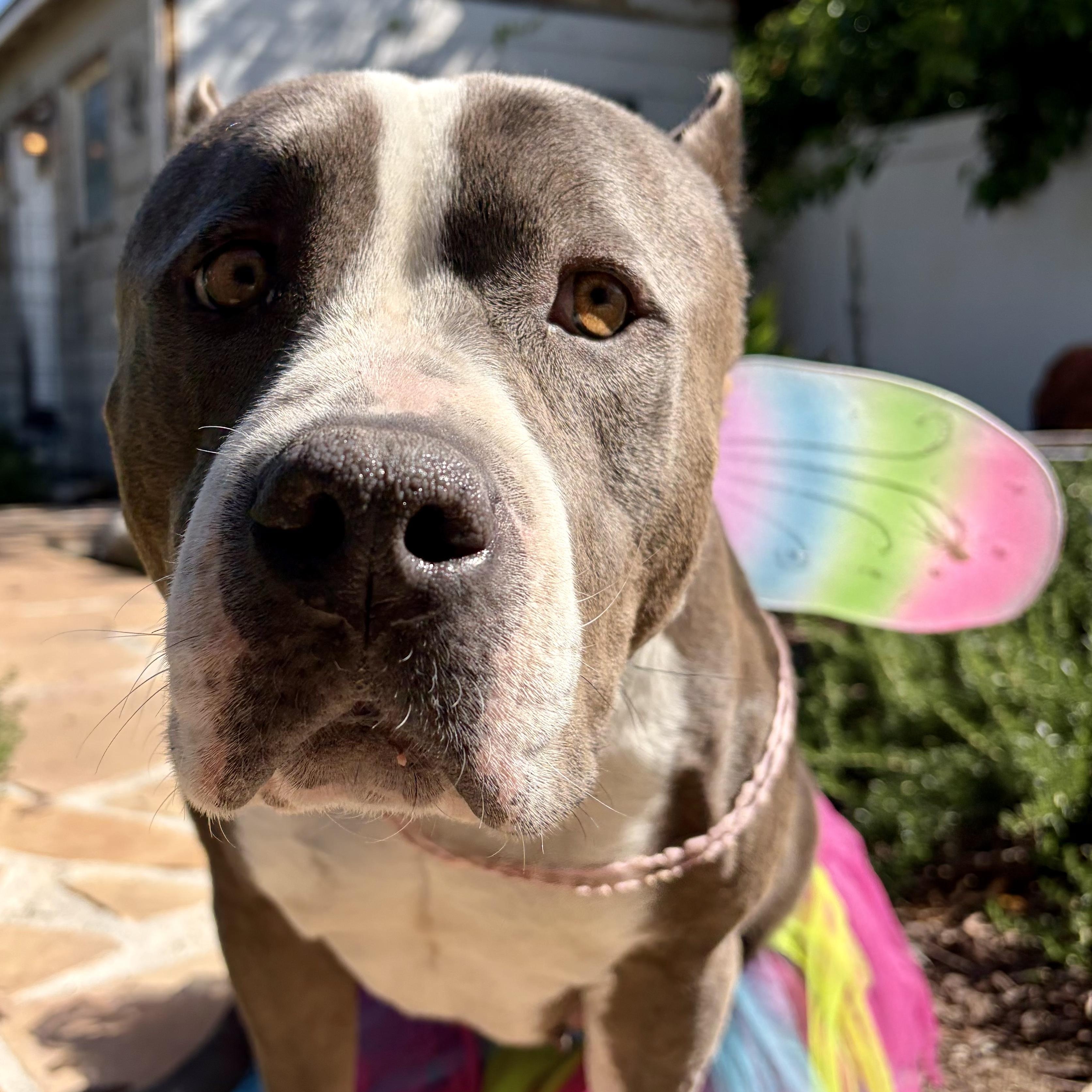 Enlarge Kitty, a Adoptable mixed breed in Sun Valley, CA image 6/6