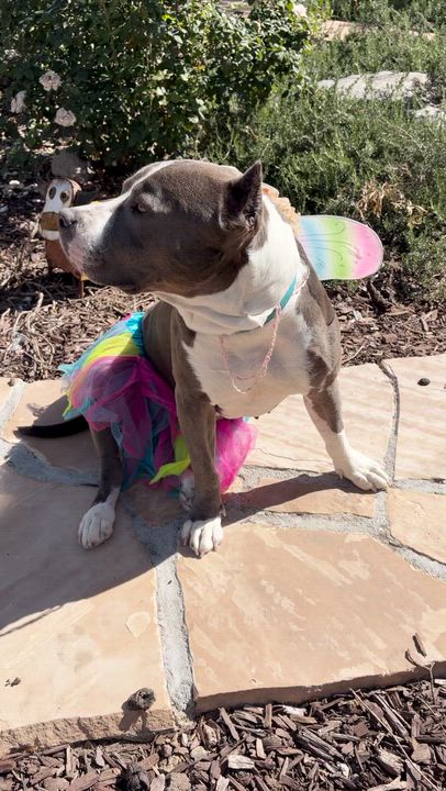 Enlarge Kitty, a Adoptable mixed breed in Sun Valley, CA video 4/6