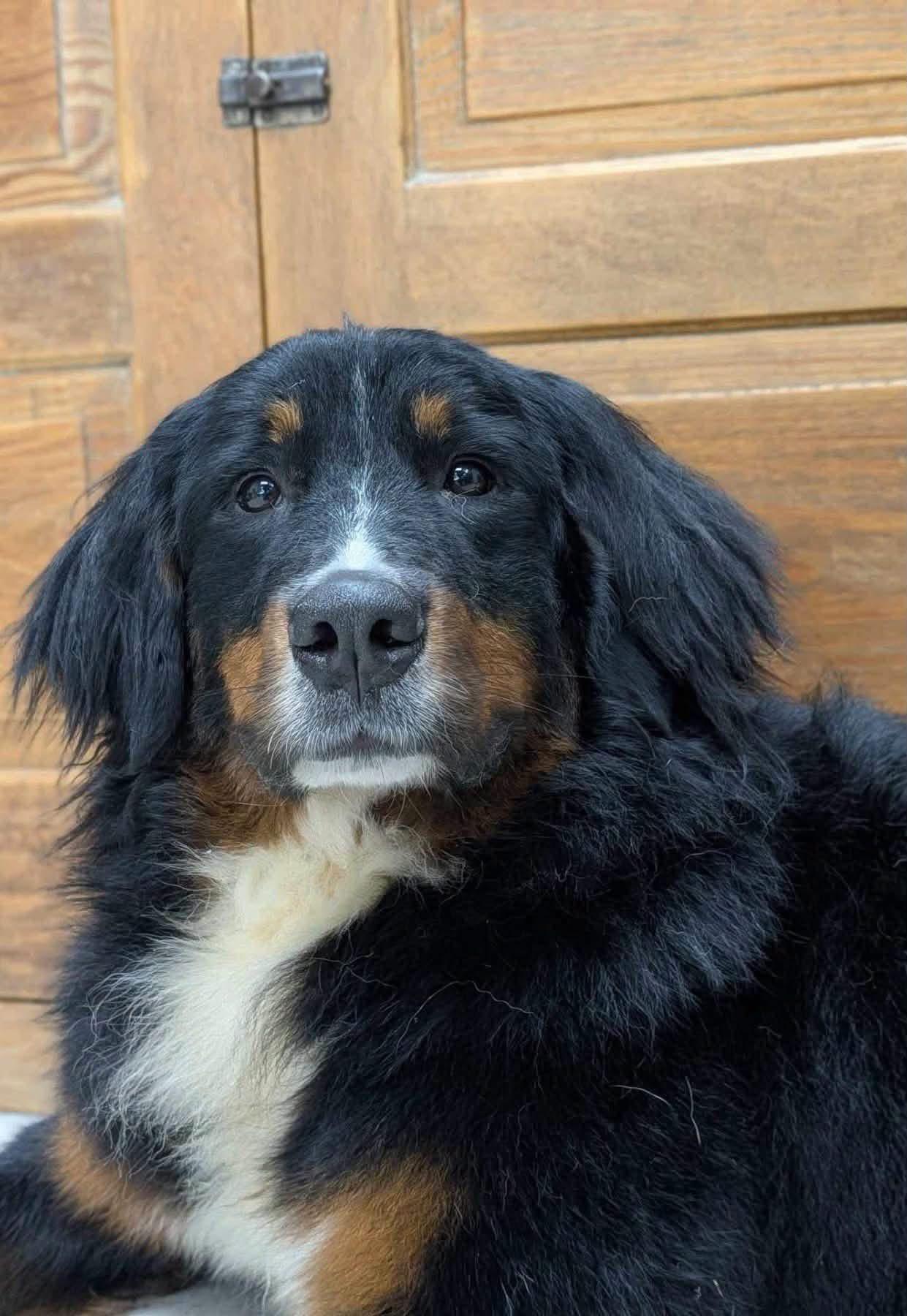 Enlarge Morgan, a Adoptable Bernese Mountain Dog in Cowlesville, NY image 3/3