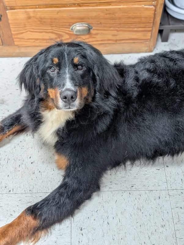 Morgan, Adoptable, Young Female Bernese Mountain Dog.