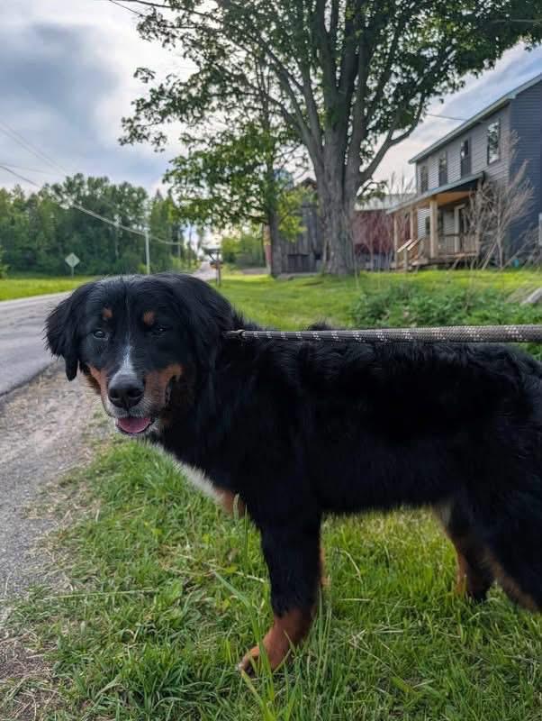 Enlarge Morgan, a Adoptable Bernese Mountain Dog in Cowlesville, NY image 2/3