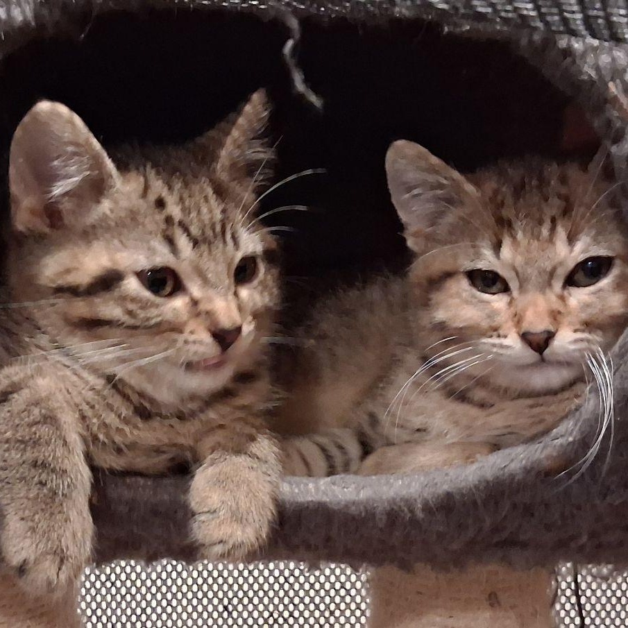 Charlie Brown & Linus (Bonded Pair), a ADOPTABLE Domestic Short Hair in Lake Orion, MI image 1/4