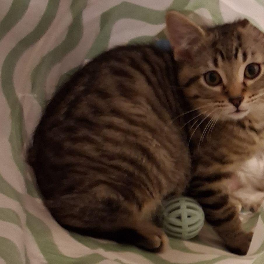 Charlie Brown & Linus (Bonded Pair), a ADOPTABLE Domestic Short Hair in Lake Orion, MI image 3/4