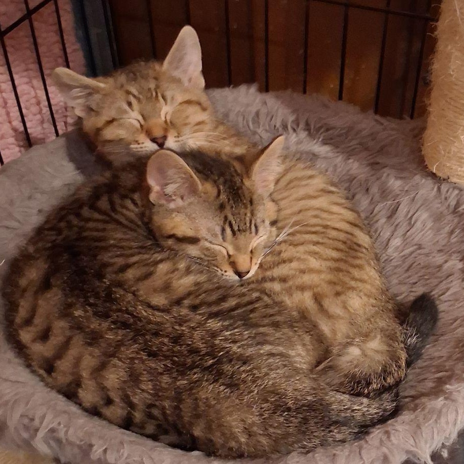 Charlie Brown & Linus (Bonded Pair), a ADOPTABLE Domestic Short Hair in Lake Orion, MI image 2/4