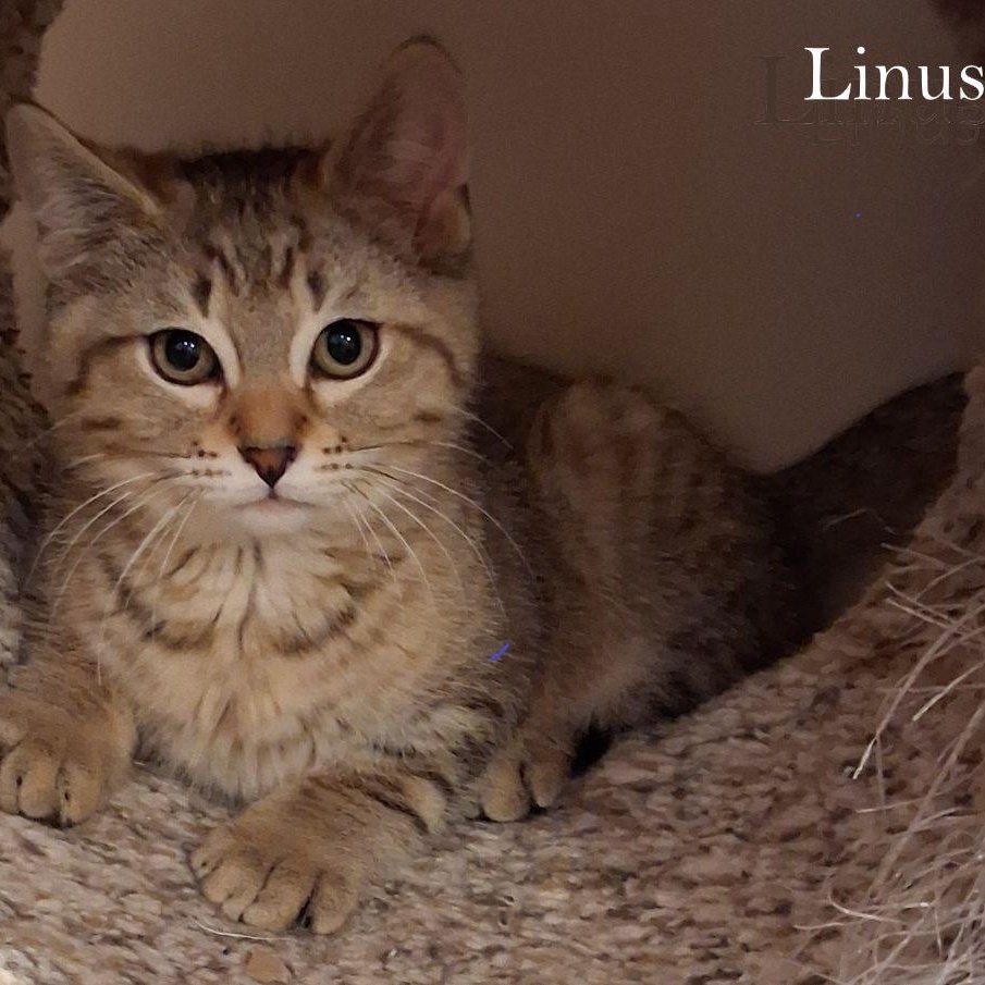 Charlie Brown & Linus (Bonded Pair), a ADOPTABLE Domestic Short Hair in Lake Orion, MI image 4/4