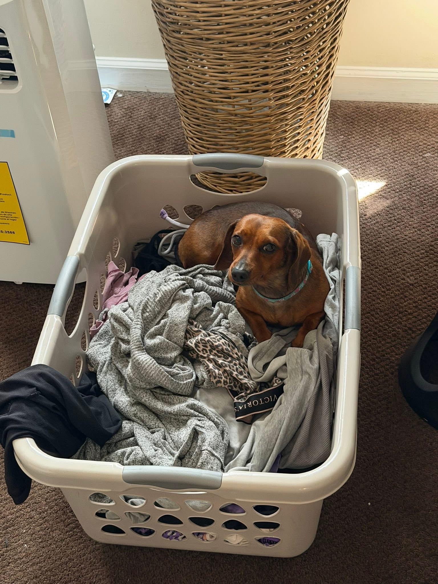 Bailey aka Bunz, a Adopted Miniature Dachshund in Queenstown, MD image 1/2