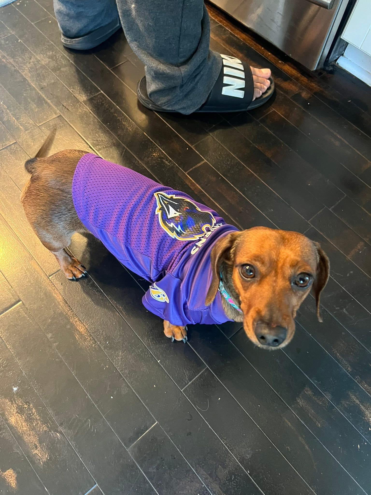 Bailey aka Bunz, a Adopted Miniature Dachshund in Queenstown, MD image 2/2
