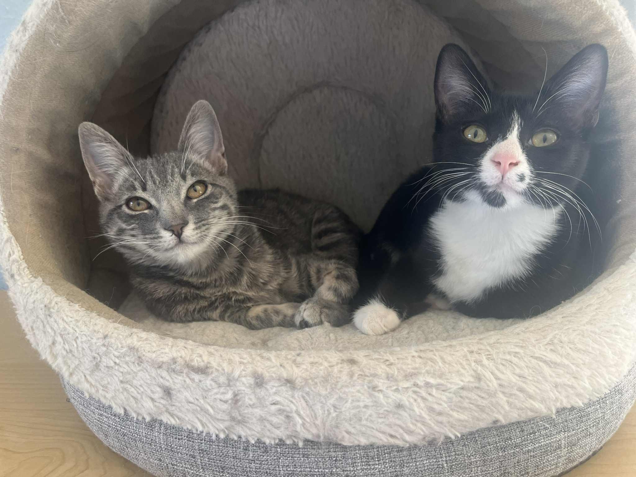 Enlarge Trixie, an adopted Domestic Short Hair in Mansfield, TX image 2/2