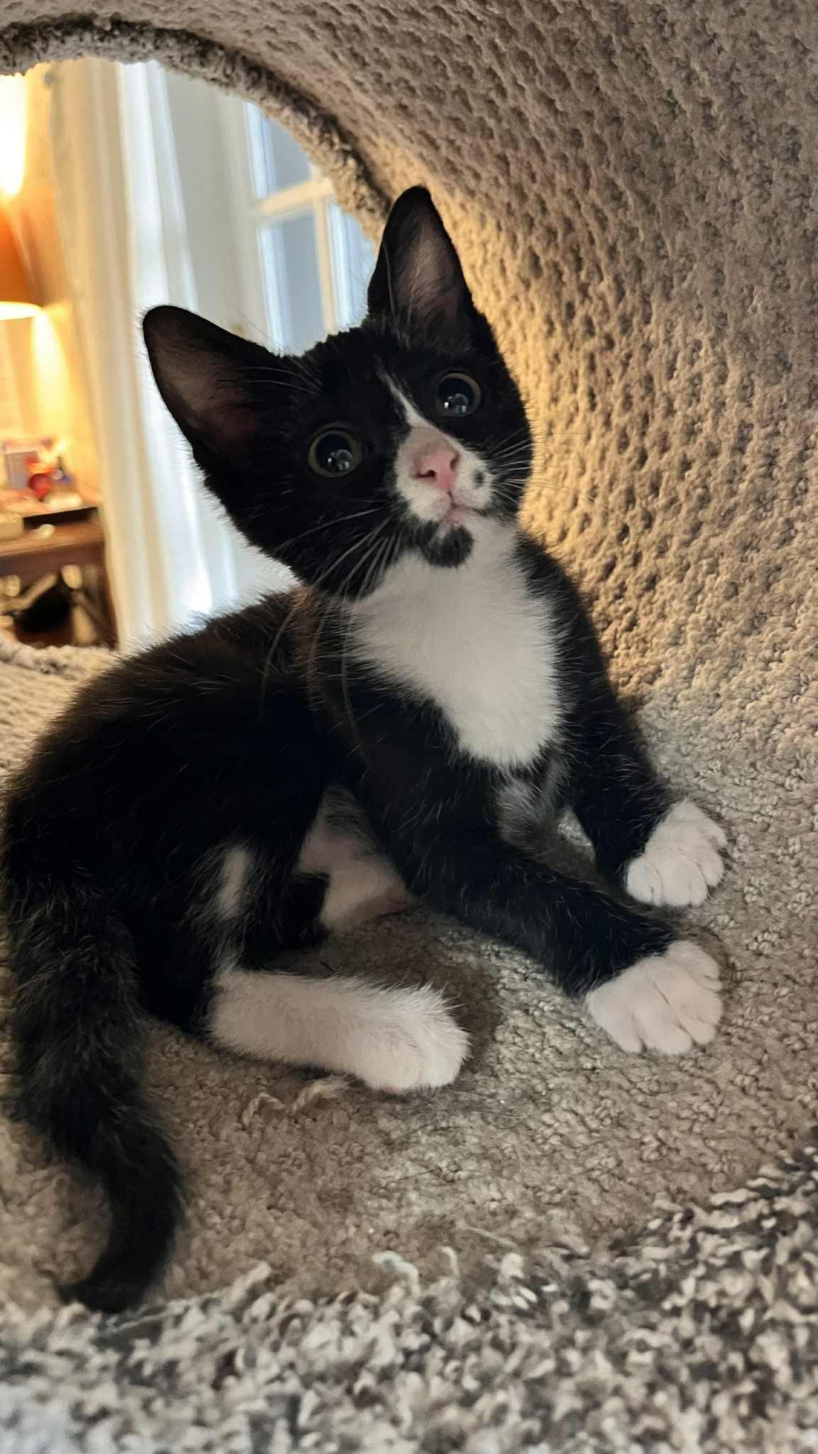 Trixie, adopted, Young Female Domestic Short Hair.