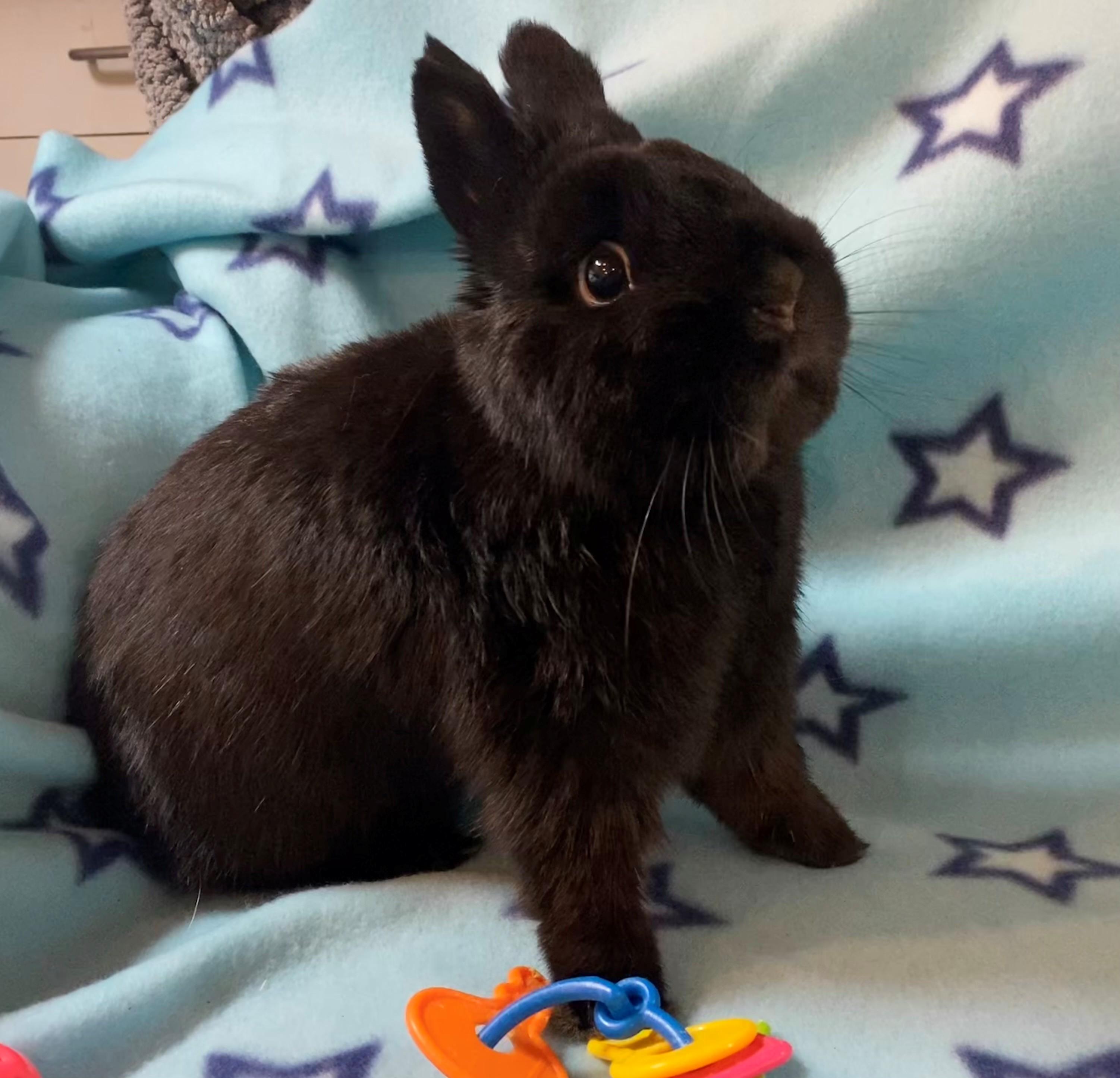 This tiny Netherland Dwarf may be small in size but hes bursting with personality Cocoa has two d