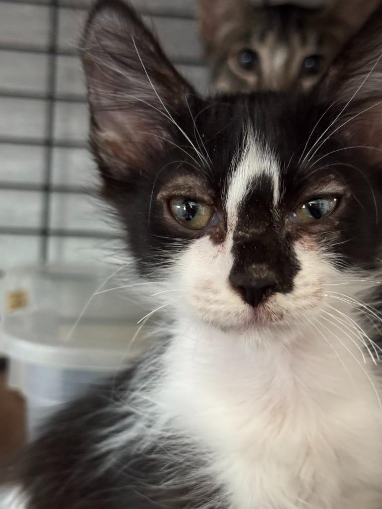 Enlarge Tux-eda, a Adopted mixed breed in New Braunfels, TX image 1/1