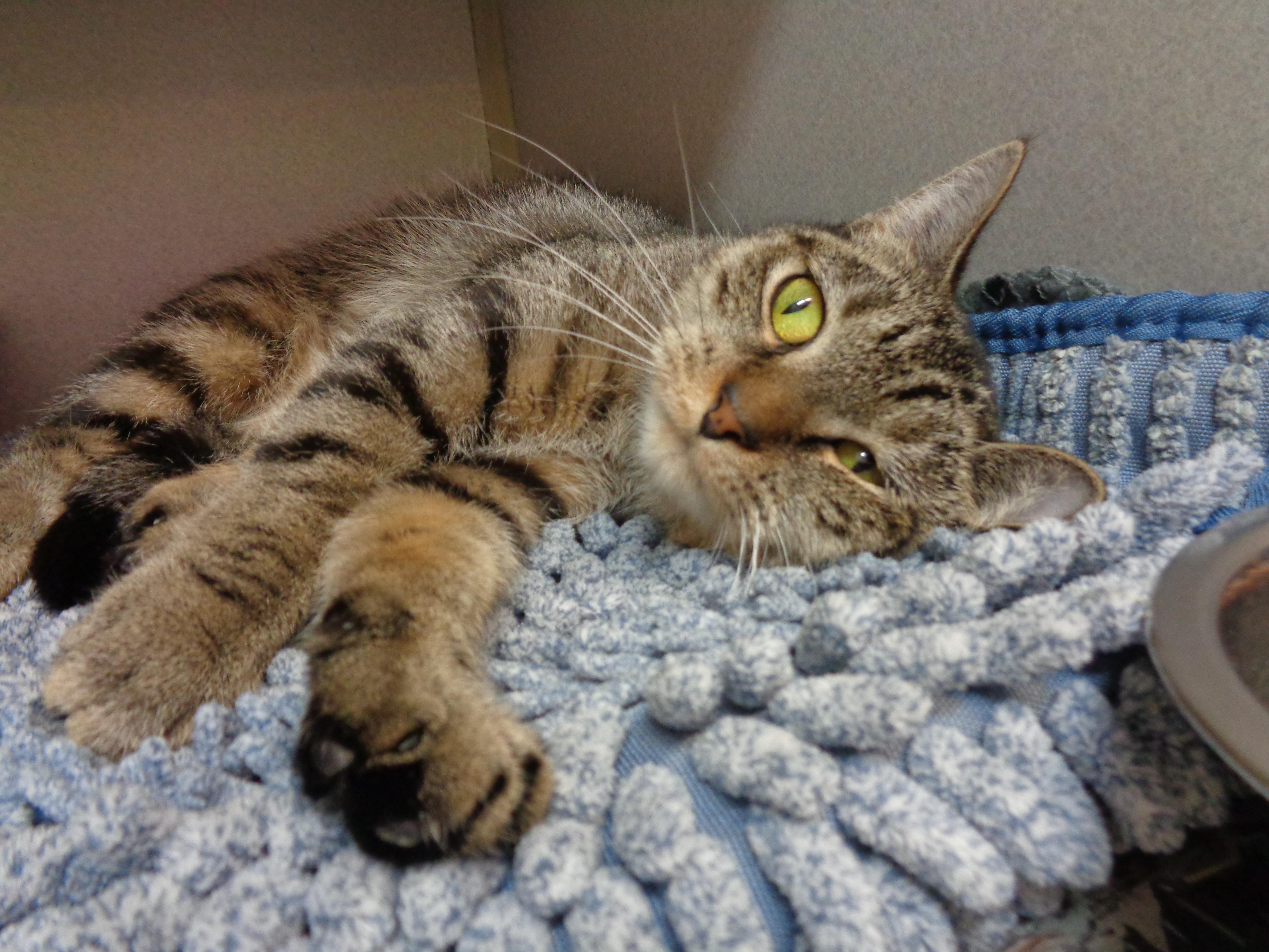 Enlarge LAVENDER, an adopted Tiger in Delhi, NY image 5/6