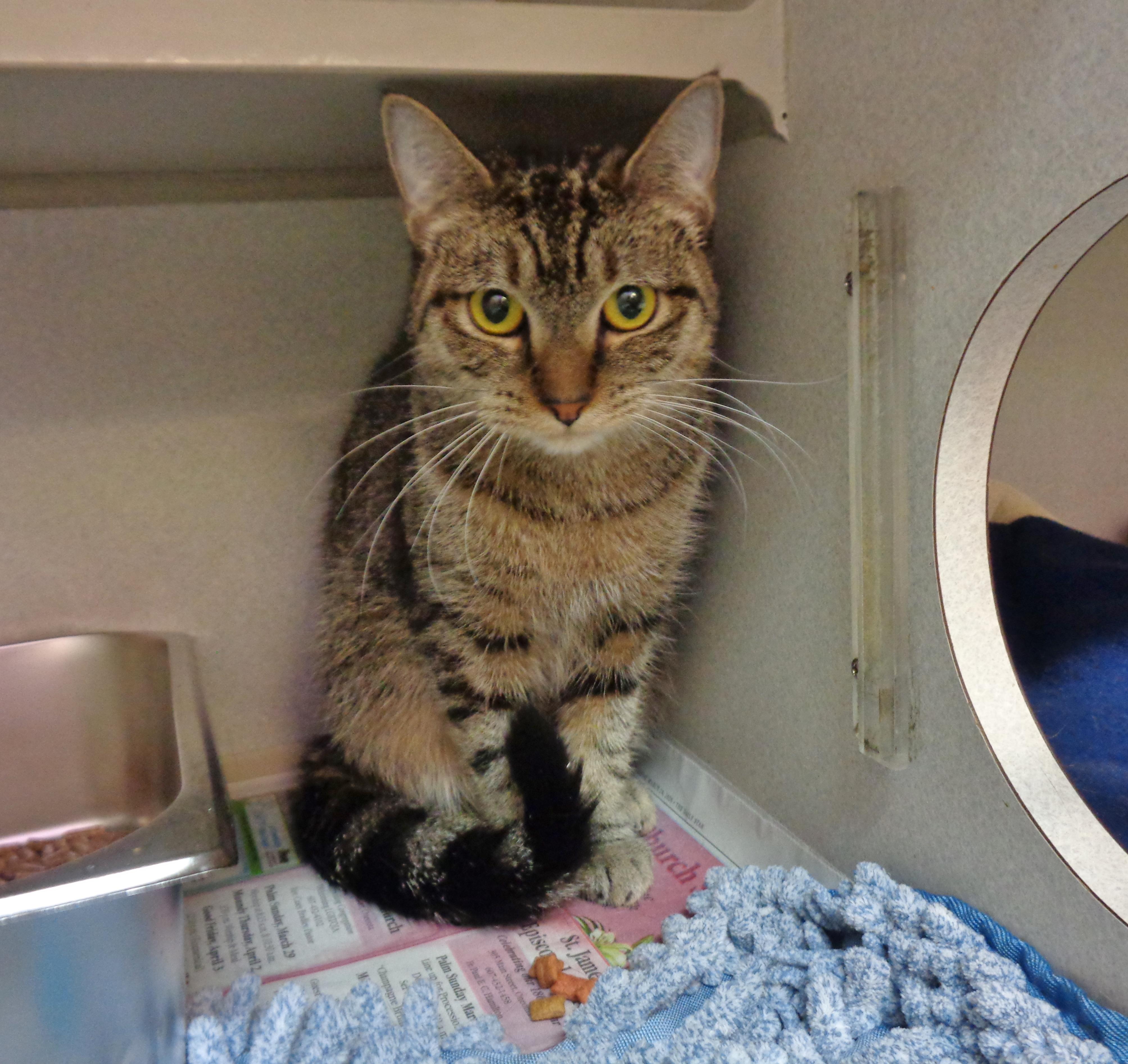 Enlarge LAVENDER, an adopted Tiger in Delhi, NY image 4/6
