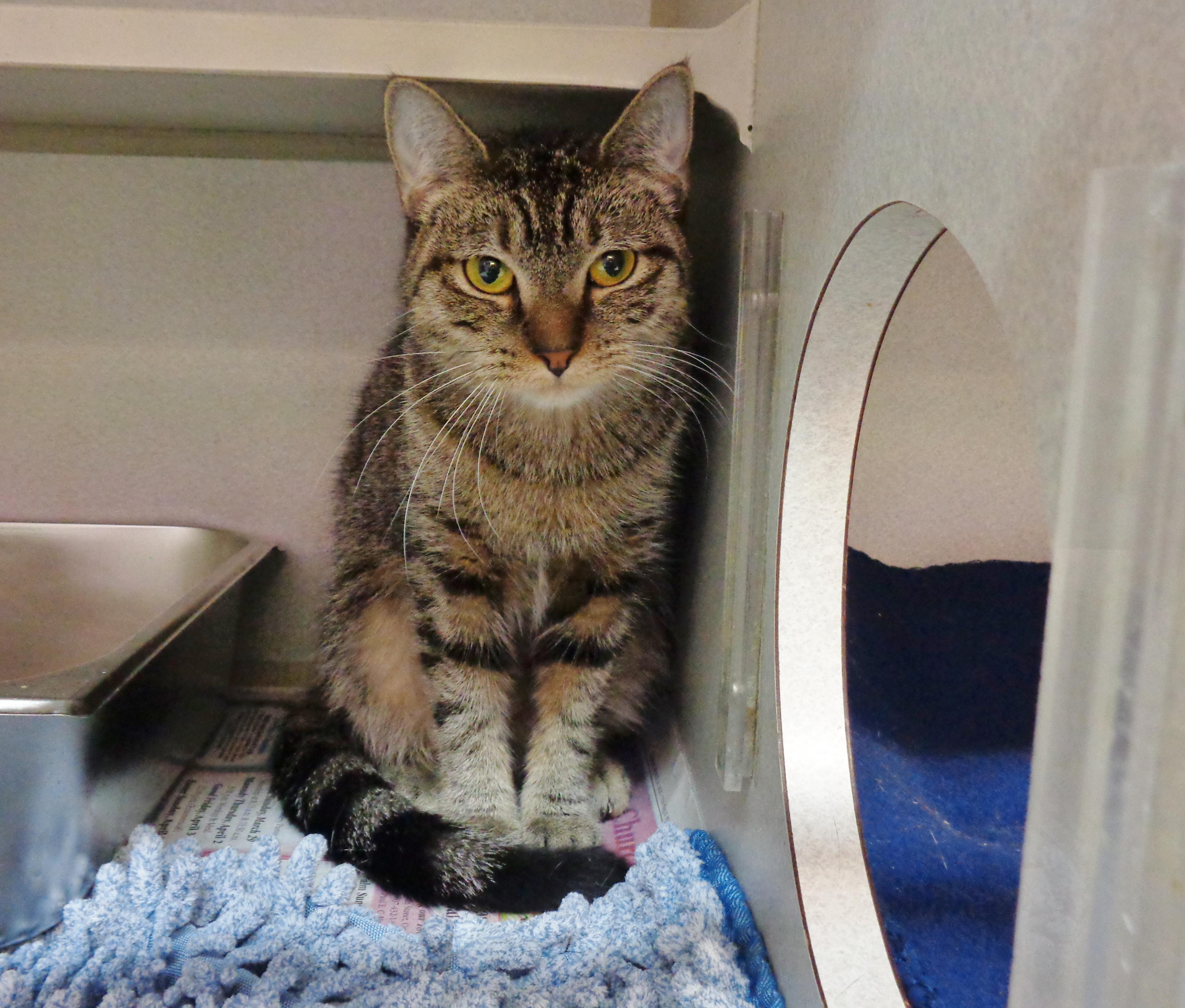 Enlarge LAVENDER, an adopted Tiger in Delhi, NY image 6/6