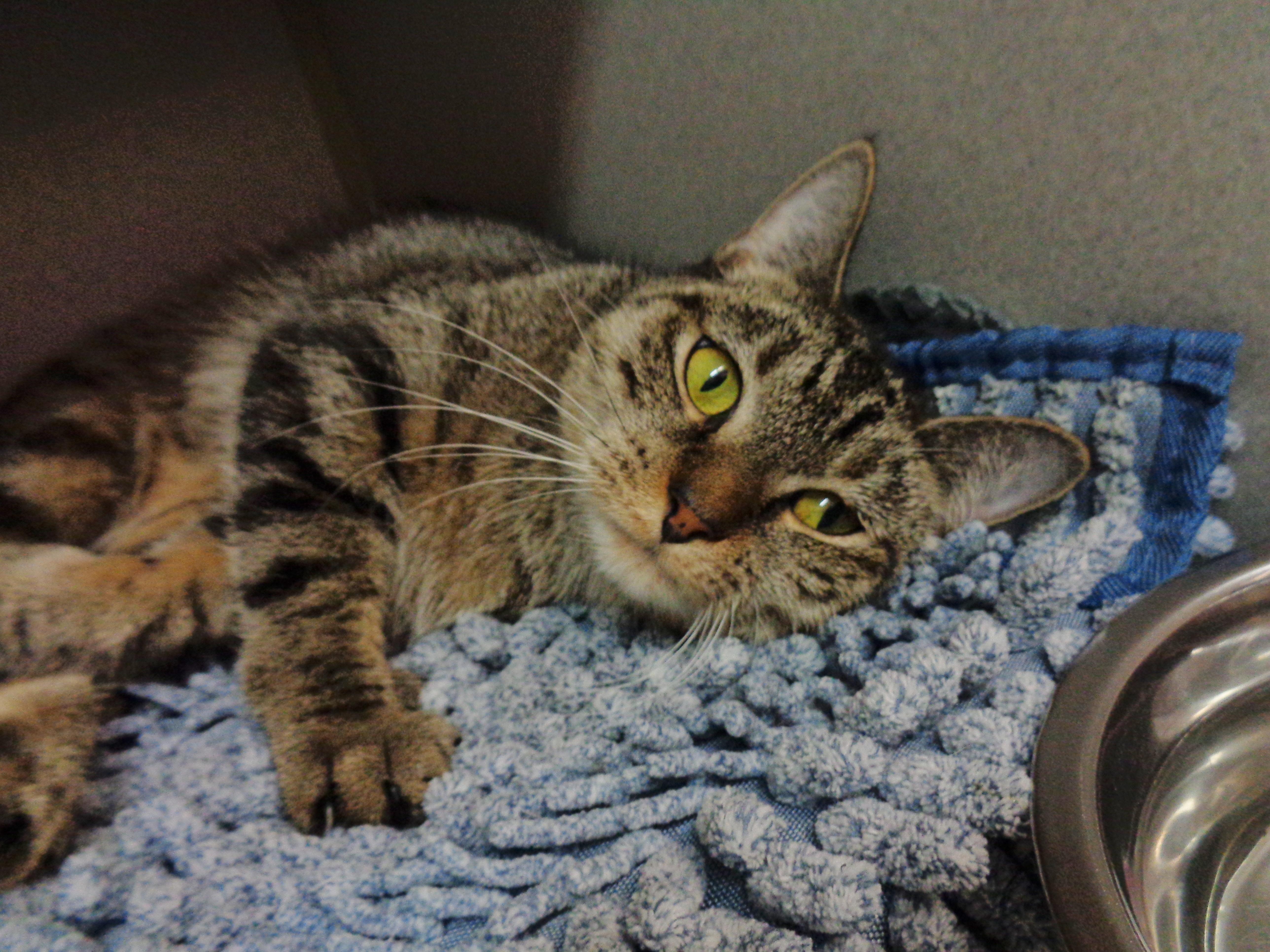Enlarge LAVENDER, an adopted Tiger in Delhi, NY image 3/6