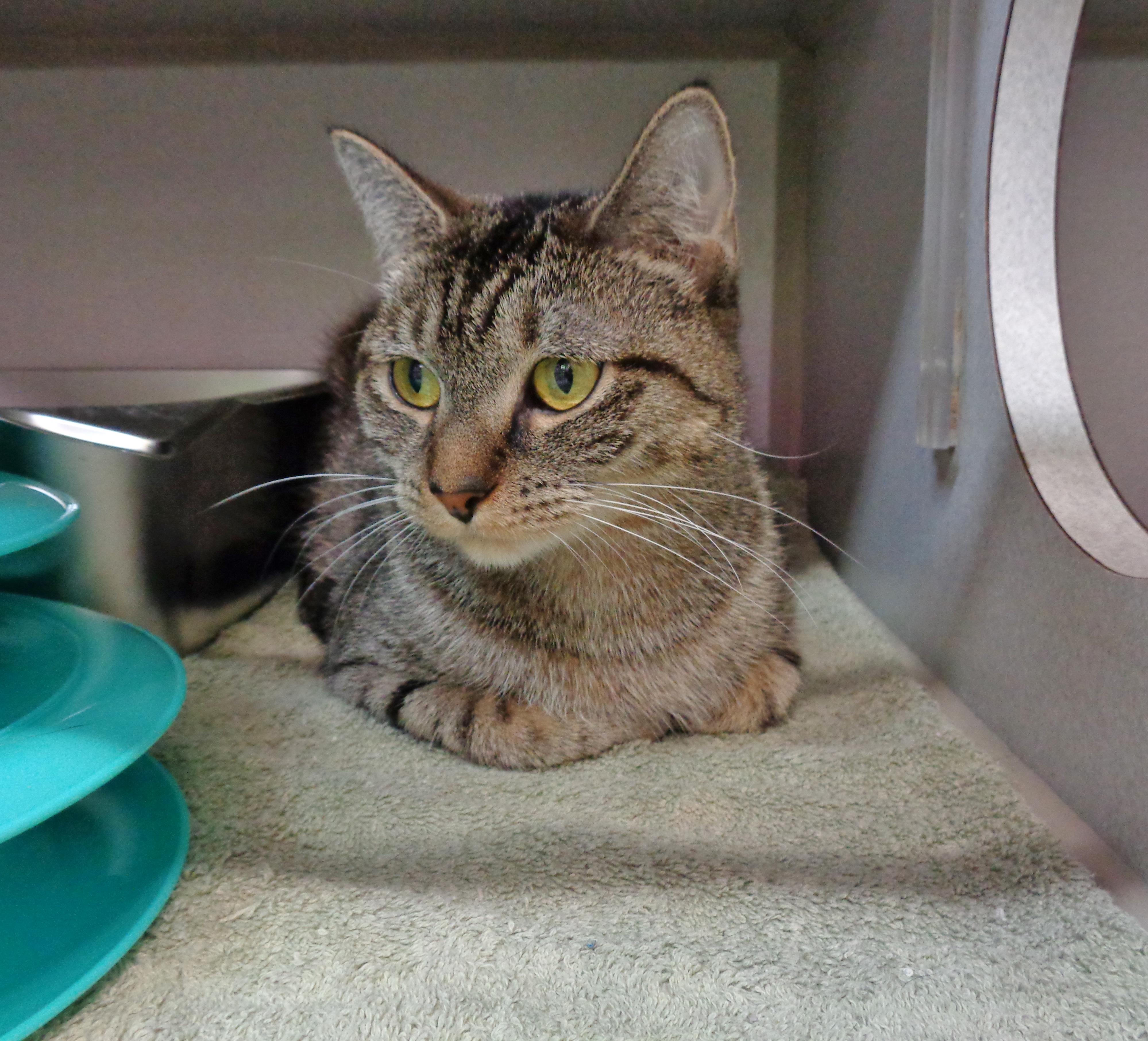 LAVENDER, adopted, Young Female Tiger.