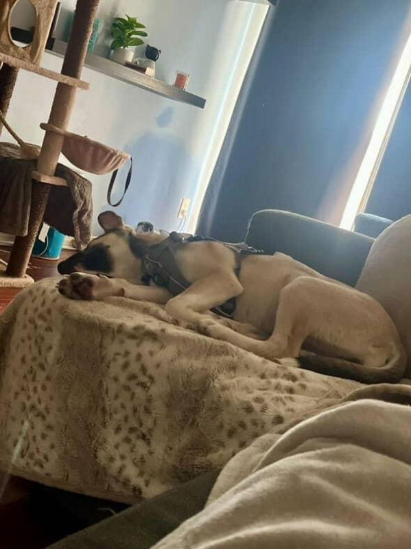 Enlarge Luna, a Adoptable mixed breed in San Diego, CA image 1/3