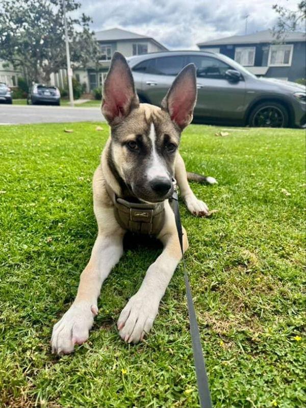 Enlarge Luna, a Adoptable mixed breed in San Diego, CA image 2/3