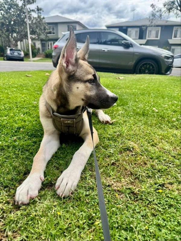 Enlarge Luna, a Adoptable mixed breed in San Diego, CA image 3/3