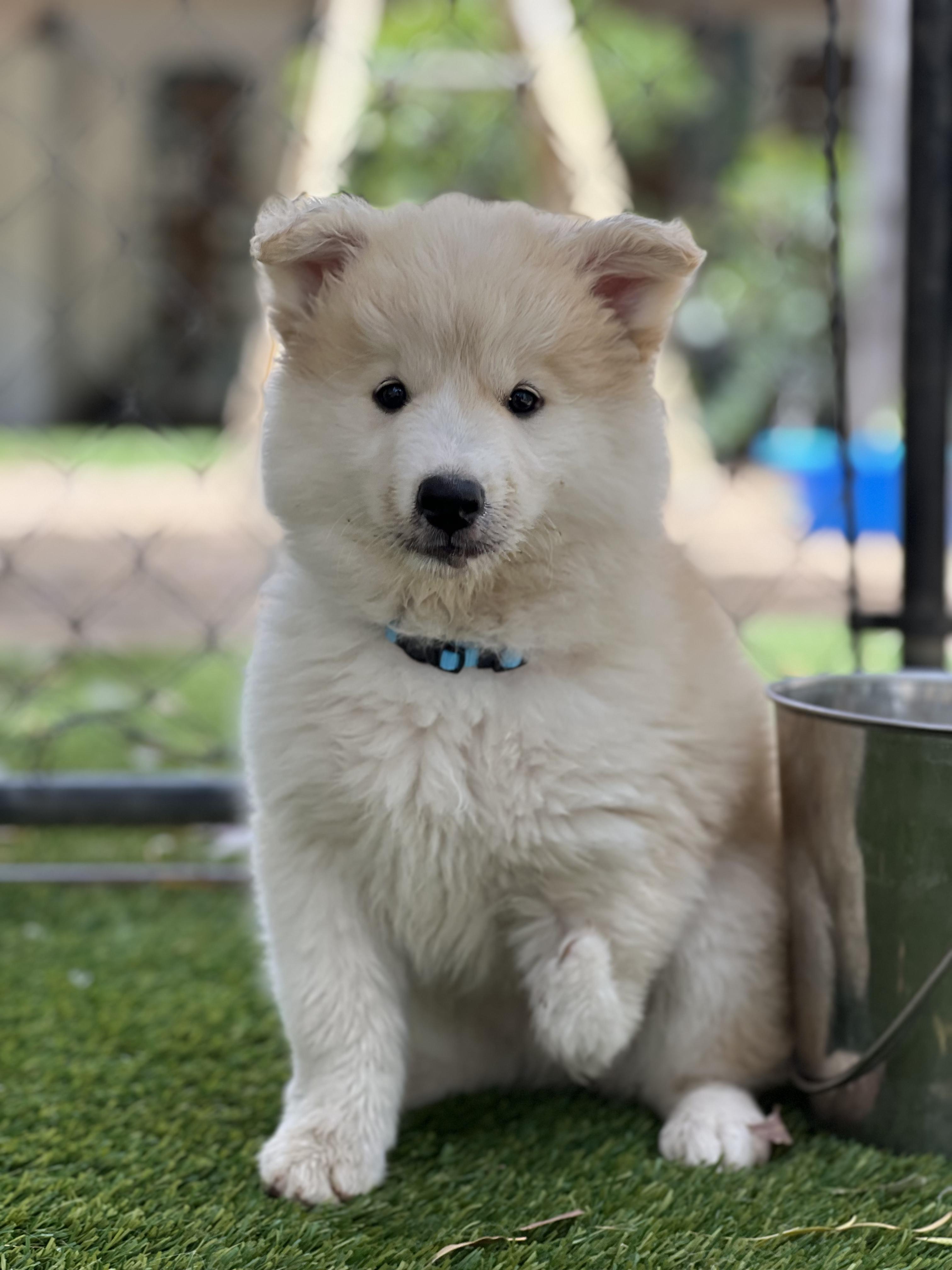Lefty, an adopted mixed breed in West Hollywood, CA image 2/3