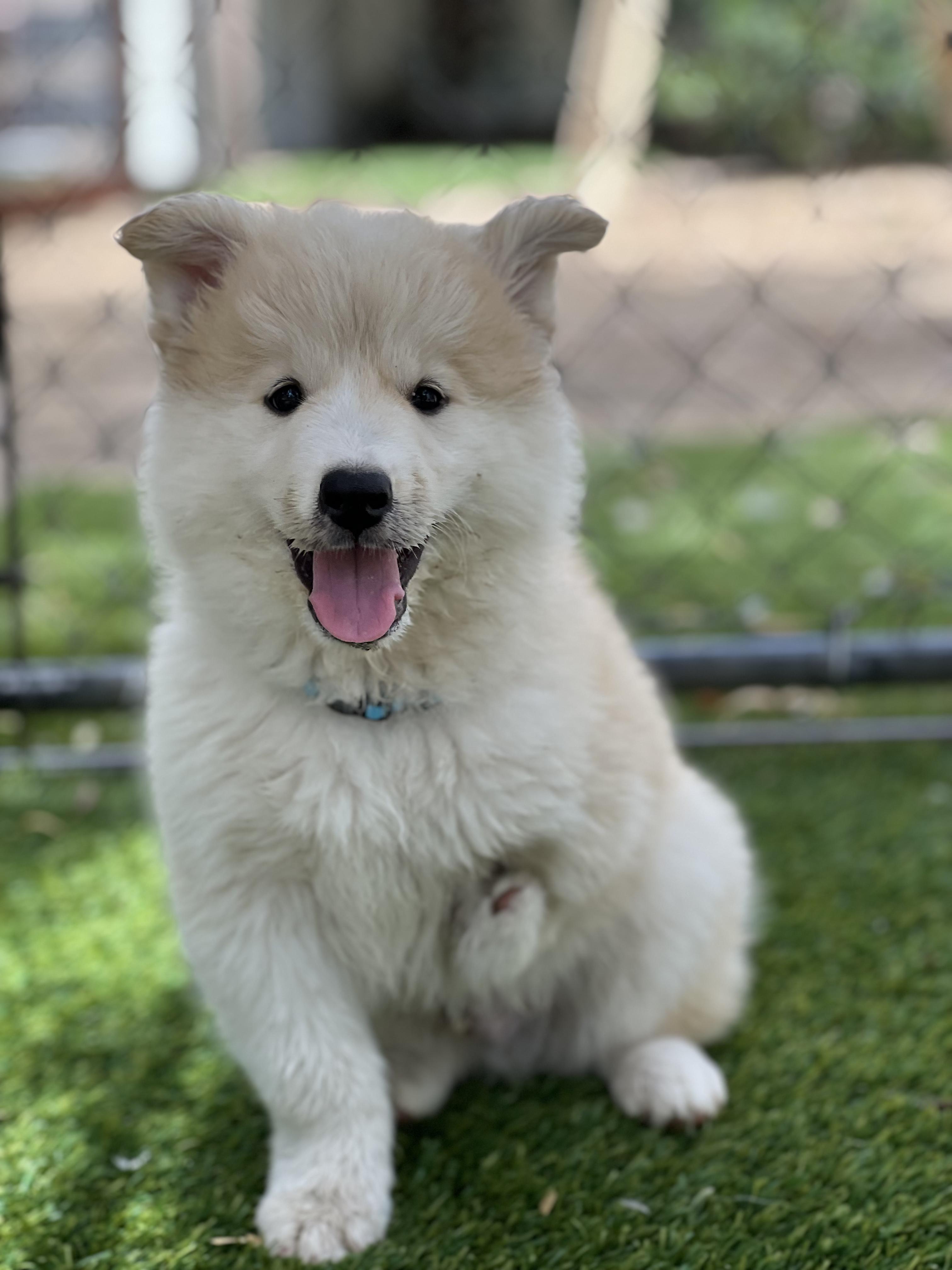 Lefty, an adopted mixed breed in West Hollywood, CA image 1/3