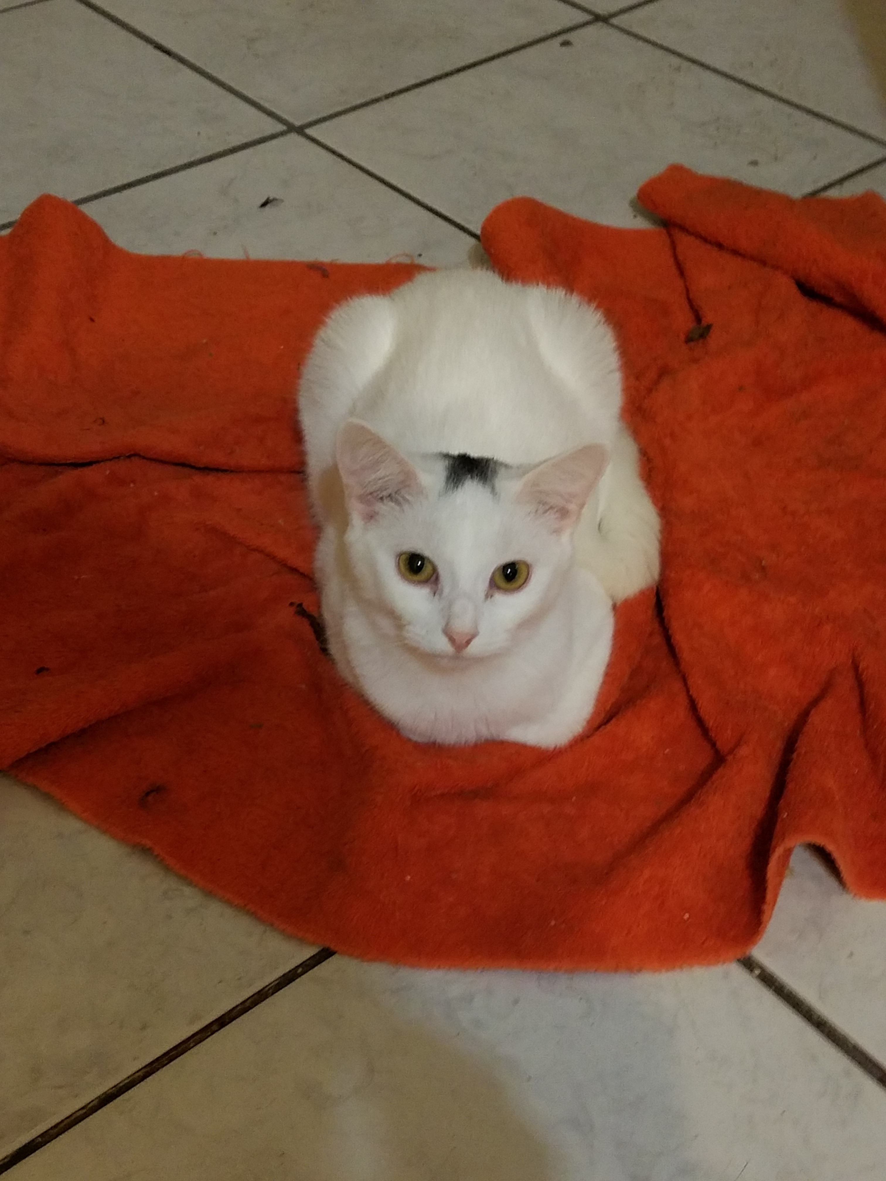 Tippi - STILL AVAILABLE!, Young Female unknown