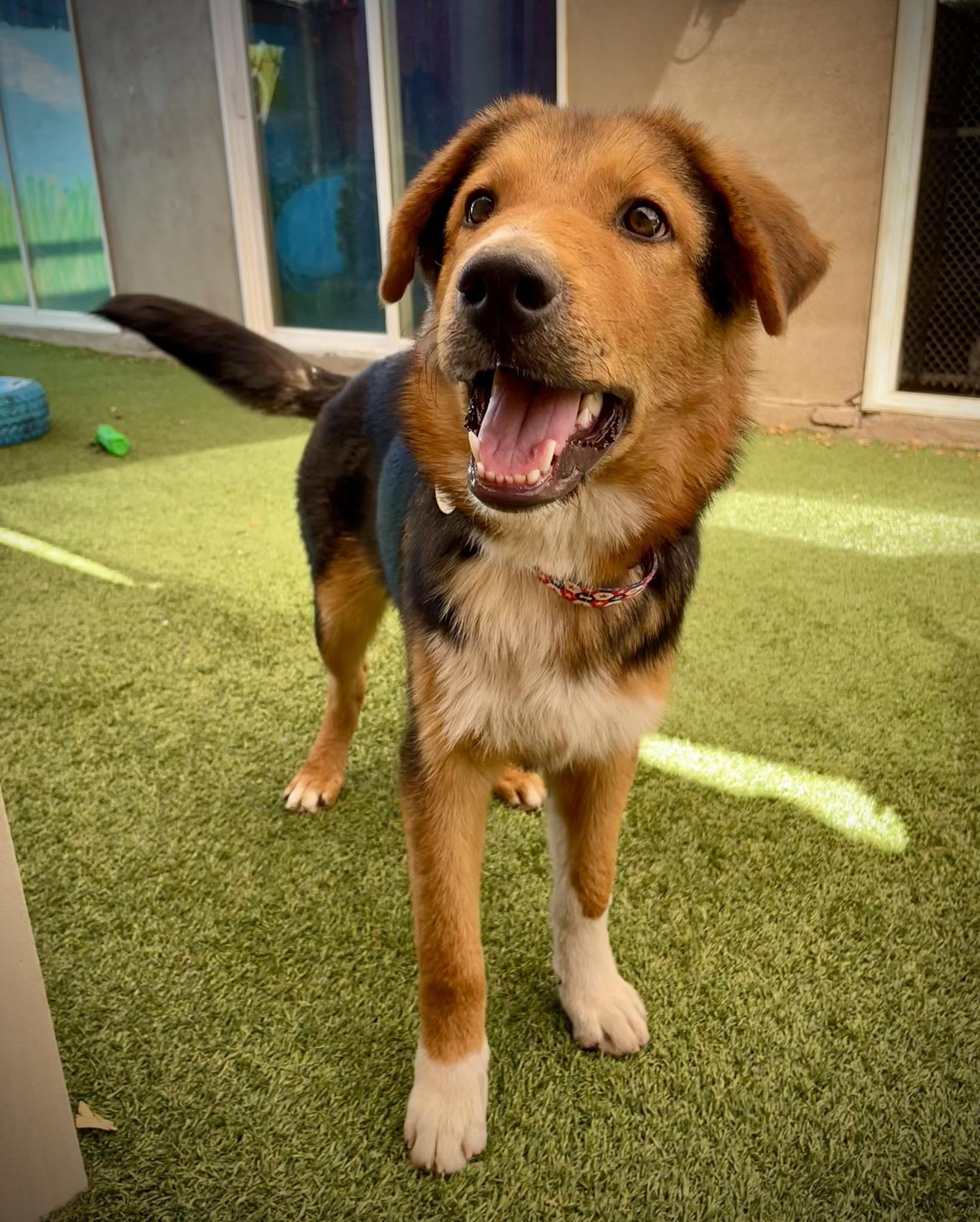 Enlarge Eli, an adopted Australian Shepherd in Phoenix, AZ image 5/6