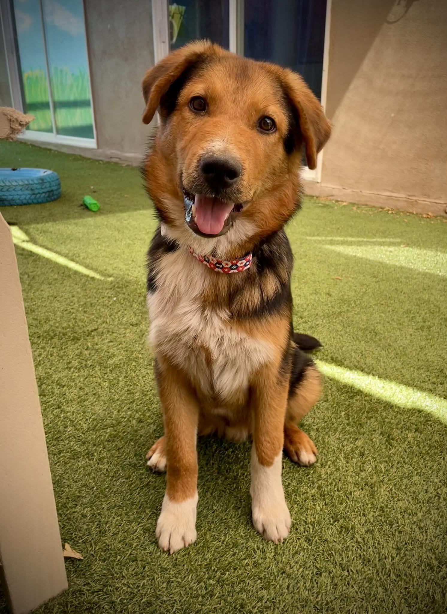 Eli, adopted, Young Male Australian Shepherd.