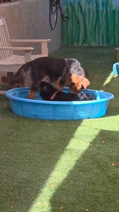 Enlarge Eli, an adopted Australian Shepherd in Phoenix, AZ video 2/6