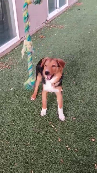 Enlarge Eli, an adopted Australian Shepherd in Phoenix, AZ video 3/6