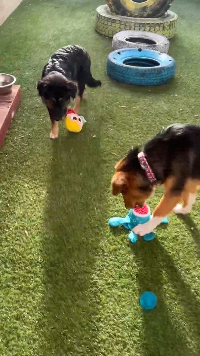 Enlarge Eli, an adopted Australian Shepherd in Phoenix, AZ video 4/6